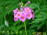 /album/%e5%8c%97%e3%81%ae%e7%86%8a%e7%88%ba/a4847-jpg/