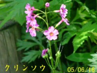 /album/%e5%8c%97%e3%81%ae%e7%86%8a%e7%88%ba/a4848-jpg/