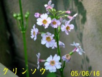 /album/%e5%8c%97%e3%81%ae%e7%86%8a%e7%88%ba/a4849-jpg/