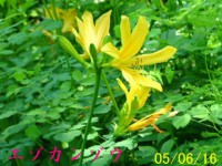 /album/%e5%8c%97%e3%81%ae%e7%86%8a%e7%88%ba/a4850-jpg/