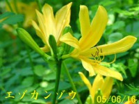 /album/%e5%8c%97%e3%81%ae%e7%86%8a%e7%88%ba/a4851-jpg/