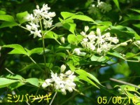 /album/%e5%8c%97%e3%81%ae%e7%86%8a%e7%88%ba/a4853-jpg/