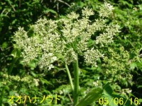 /album/%e5%8c%97%e3%81%ae%e7%86%8a%e7%88%ba/a4855-jpg/