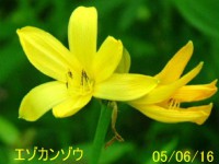 /album/%e5%8c%97%e3%81%ae%e7%86%8a%e7%88%ba/a4859-jpg/