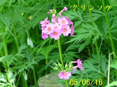 帯広市野草園の花