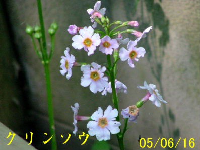 帯広野草園